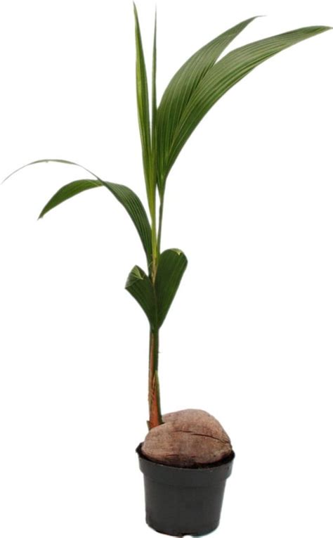 Echte Kokospalme Cocos Nucifera Mit Kauflandde