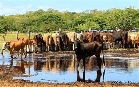 Nicaragua Reporta Crecimiento En La Producci N Y Exportaci N De Carne