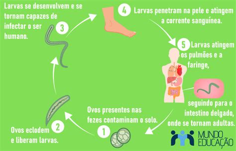 Ancilostomíase Sintomas Transmissão E Tratamento Mundo Educação