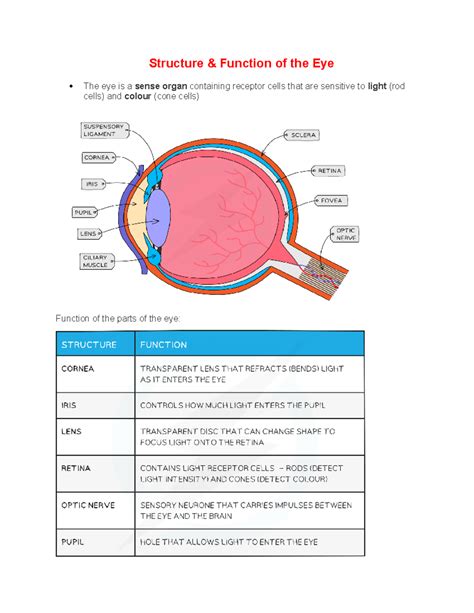 eye structure  function notes  biology  studocu