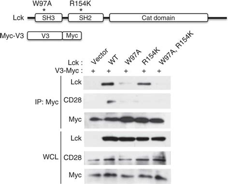 The Interaction Between Cd And The V Domain Of Pkc Is Lck