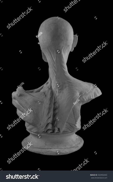 Plaster Statue Naked Man Anatomically Shaped Stock Photo Edit Now 502950493