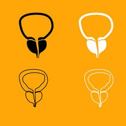 Prostate Gland And Urethra Glyph Icon Royalty Free Vector