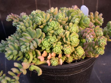 Sedum Versadense 20 Seeds — Rareplant