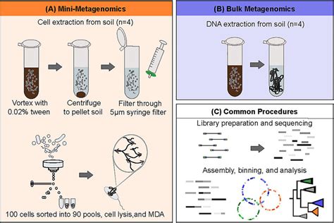 Overview Of Mini Metagenome And Bulk Metagenome Approaches Used In This