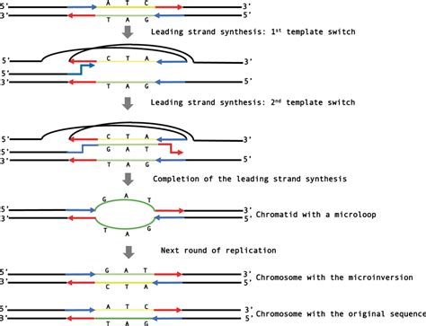 Template Switching Model For The Formation Of Microinversions