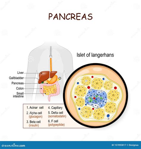 Pancreas. Islet of Langerhans Stock Vector - Illustration of glucagon, diagram: 157093817