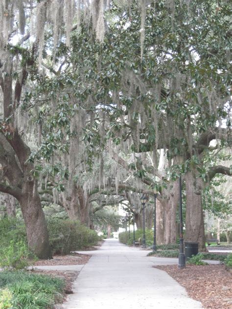 Spanish moss, Forsyth Park, Savannah, GA | Forsyth park, Savannah chat ...