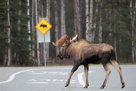 Moose Crossing - 2023 Alaska magazine Photo Contest Sponsored by Alaska ...