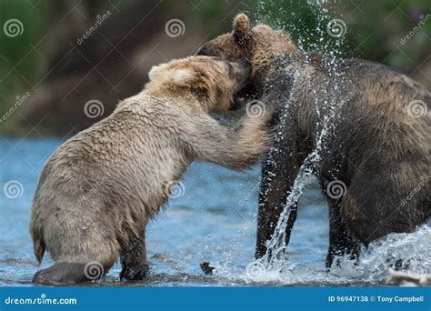 Two Alaskan Brown Bears Playing Stock Photo Image Of Ursus Katmai