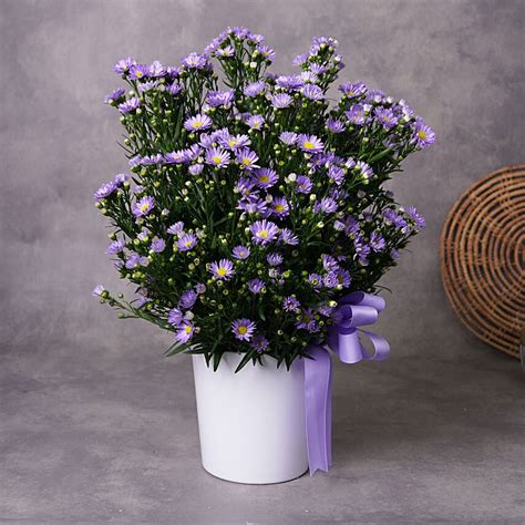 Online Aster Floral Arrangement Gift Delivery in UAE - FNP