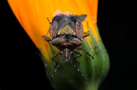 Premium Photo Big Bug Sitting On A Yellow Flower