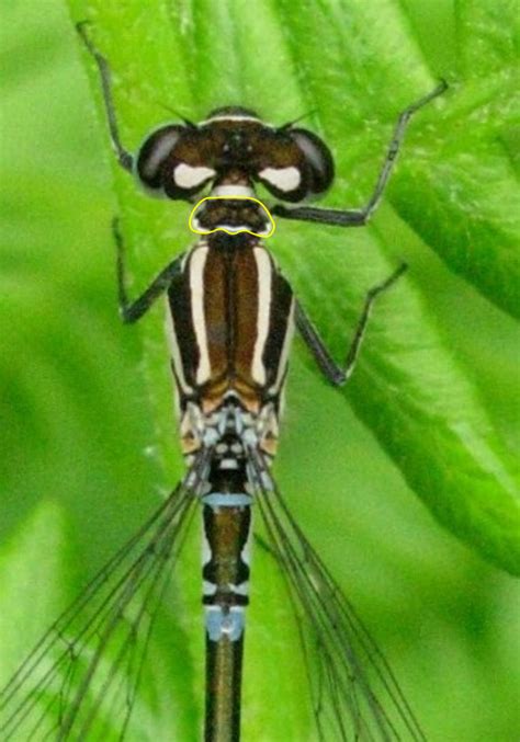 Azure Damselfly British Dragonfly Society