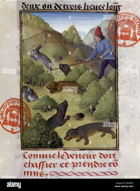 Chasse Au Lapin En Livre De Chasse De Gaston Phoebus Comte De Foix