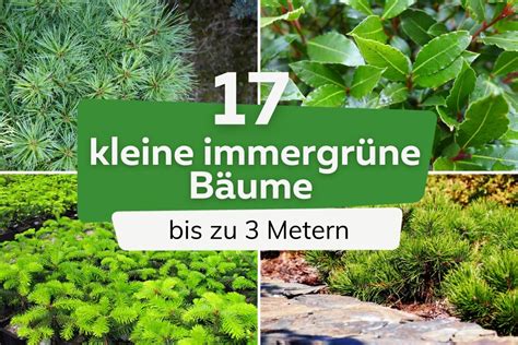 Kleine Immergr Ne B Ume Bis M