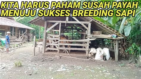 KITA HARUS PAHAM SUSAH PAYAH BREEDING SAPI BALI DARI NOL SAMPAI SUKSES