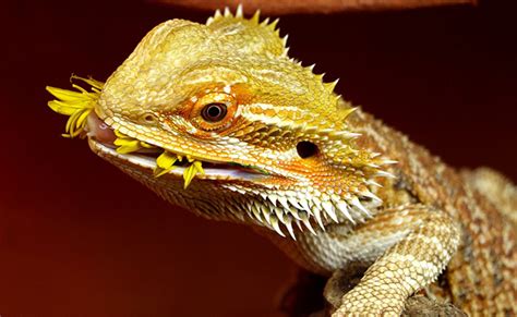 Alimentation du Pogona quels insectes ou végétaux lui donner à manger