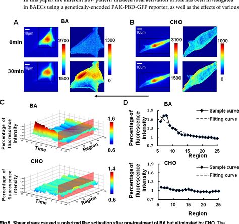 Figure From Visualizing The Spatiotemporal Map Of Rac Activation In