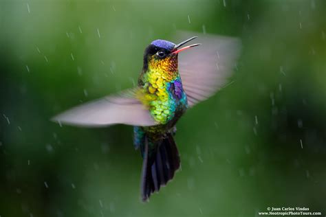 Hummingbirds Of Costa Rica Neotropic Photo Tours