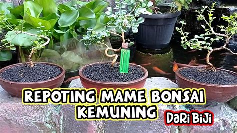 Mame Bonsai Kemuning Pindah Pot Youtube