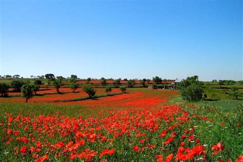 Nature flowers field Photos in .jpg format free and easy download ...