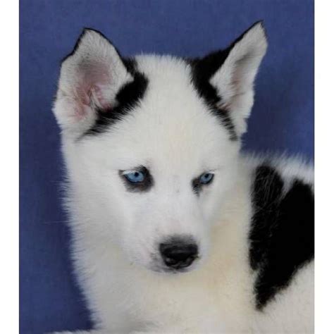 An Adorable Piebald Alaskan Husky My Husky Siberian Husky Baby