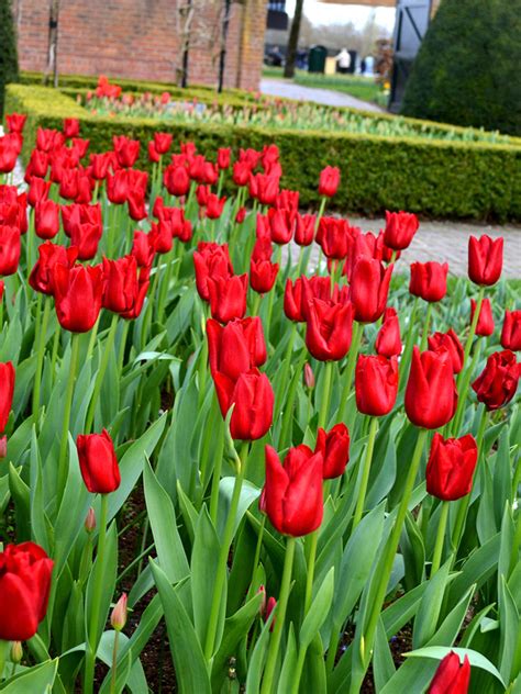 Tulpenzwiebeln 'Red Power' kaufen | DutchGrown™