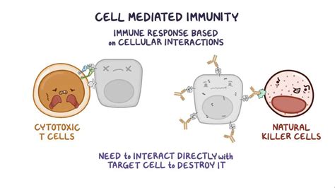 Cell Mediated Immunity Of Natural Killer And Cd8 Cells Osmosis