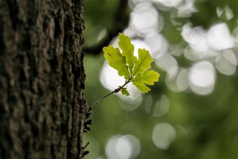 Banco De Imagens árvore Natureza Ramo Flor Estrutura Plantar