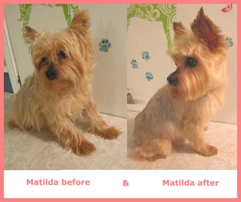 Matilda the Yorkie | doggroomingbyjanice