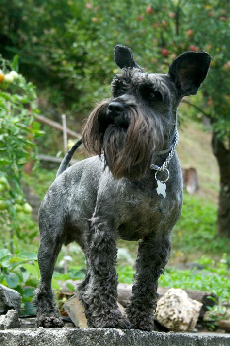 Free Stock Photo Of Dog Animal Schnauzer
