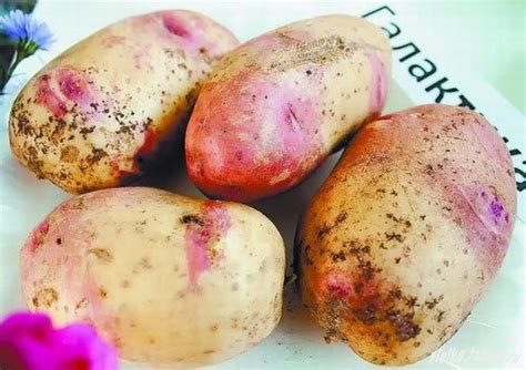 Картофель Галактика: описание и характеристики, особенности посадки и ...
