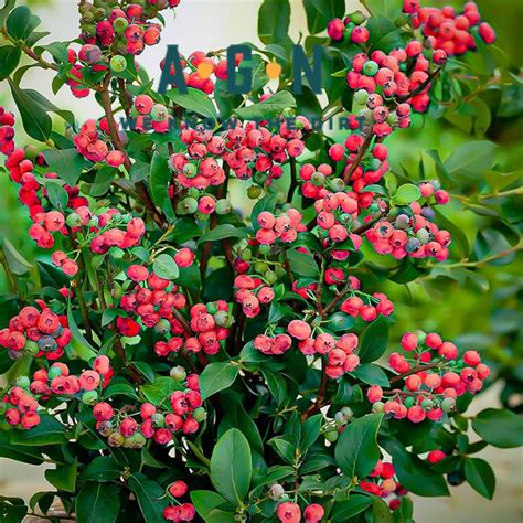 Pink Lemonade Blueberry Bush Americas Gardens Nursery