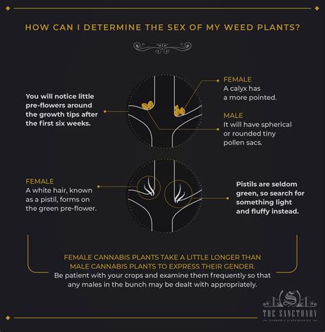 Sexing Pot Plants How To Differentiate Males From Females The Sanctuary