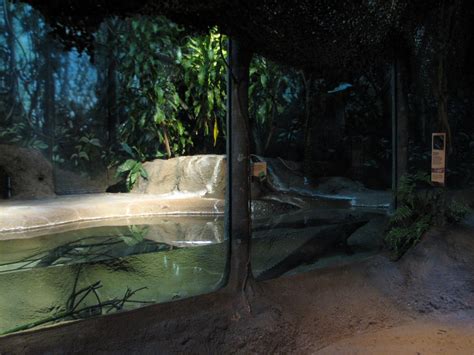 Habitat Africa! The Forest - Dwarf Crocodile Exhibit - ZooChat