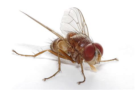 Animals Pictures: Fly