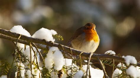 Robin Winter Bird - Free photo on Pixabay