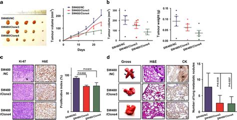 R 29b Inhibited Tumor Growth And Metastasis In Nude Mice A Tumor