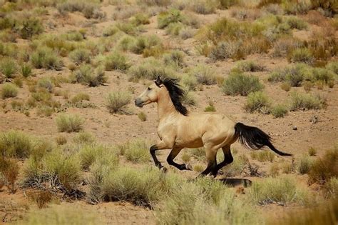 Buckskin Mustang Photo By Kat Livengood Of Santa Fe Great Photo