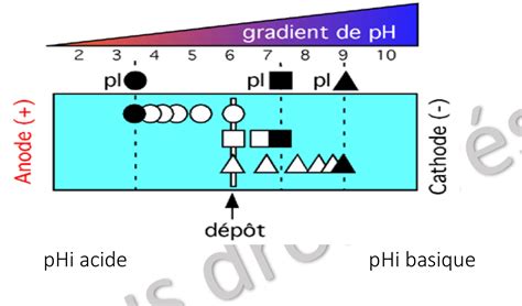 Méthode de purification des protéines UE1 Biochimie Tutorat