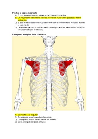 Examen Anatomia Ordinario Pdf