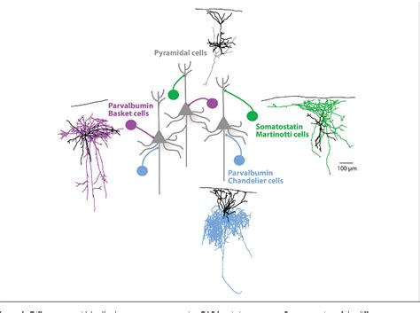 Figure 1 From The Logic Of Inhibitory Connectivity In The Neocortex