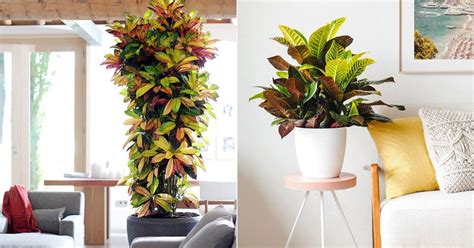 Croton Plant Care Indoors | Growing Croton Houseplant