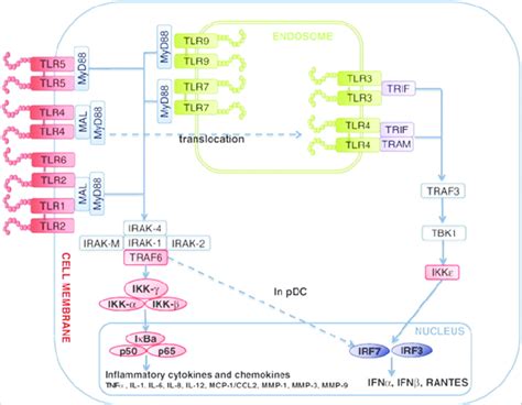 TLR Signaling Pathways TLR Signals Trigger The Activation Of