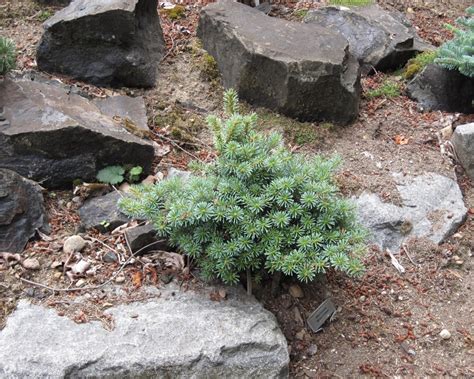 Plants For Rock Gardens Full Sun Hawk Haven
