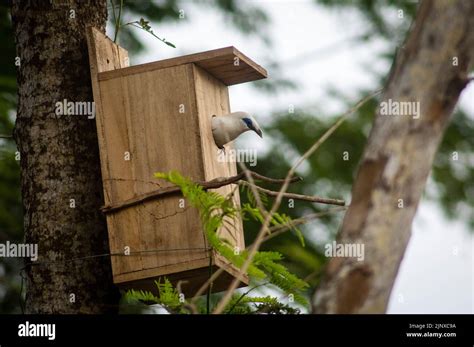 Bali starling breeding Stock Photo - Alamy