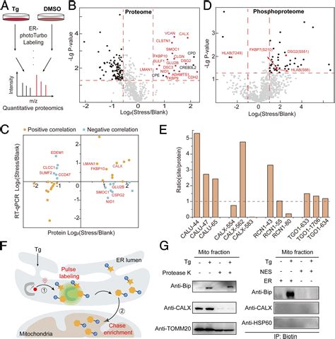 Spatiotemporally Resolved Subcellular Phosphoproteomics Pnas