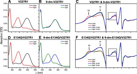 Uv Visible And Epr Spectra Of Pigments Containing The Nitroxide Sensor