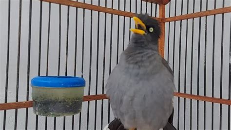 Suara Pancingan Jalak Kebo Buat Semua Jenis Burung Jalak Wajib Respon