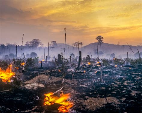 Desmatamento da Amazônia em 2021